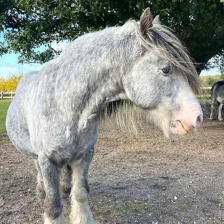 Rickmer Rickmers Teichhof Fehmarn Wenkendorf